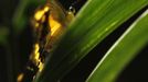 A heraclides thoas butterfly rests on a leaf in Butterfly Garden in La Guacima, northwest of San Jose, May 14, 2012. According to the owner Joris Brinkerhoff, who is from the U.S and has more than 29-years of experience dedicated to the export of butterfly cocoons, more than 80,000 cocoons of 70 different species are exported every month from Costa Rica to Europe, Asia, Canada, Mexico and the United States, with prices of the cocoons ranging from $3 to $10 each. REUTERS/Juan Carlos Ulate (COSTA RICA - Tags: BUSINESS SOCIETY ANIMALS) Published: Kvě. 15, 2012, 5:09 dop.