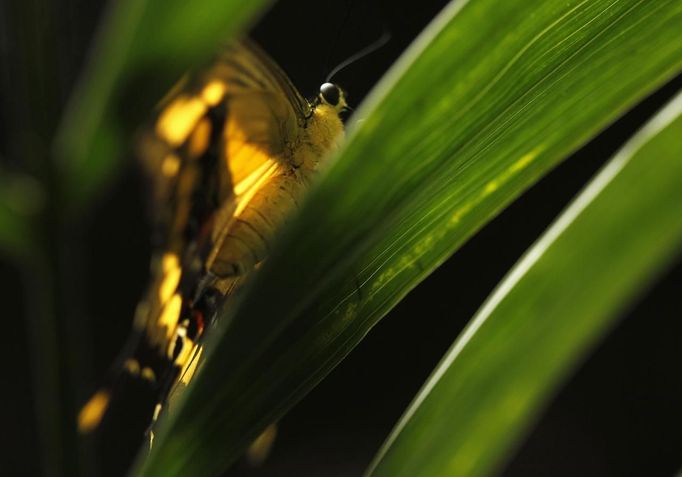 A heraclides thoas butterfly rests on a leaf in Butterfly Garden in La Guacima, northwest of San Jose, May 14, 2012. According to the owner Joris Brinkerhoff, who is from the U.S and has more than 29-years of experience dedicated to the export of butterfly cocoons, more than 80,000 cocoons of 70 different species are exported every month from Costa Rica to Europe, Asia, Canada, Mexico and the United States, with prices of the cocoons ranging from $3 to $10 each. REUTERS/Juan Carlos Ulate (COSTA RICA - Tags: BUSINESS SOCIETY ANIMALS) Published: Kvě. 15, 2012, 5:09 dop.