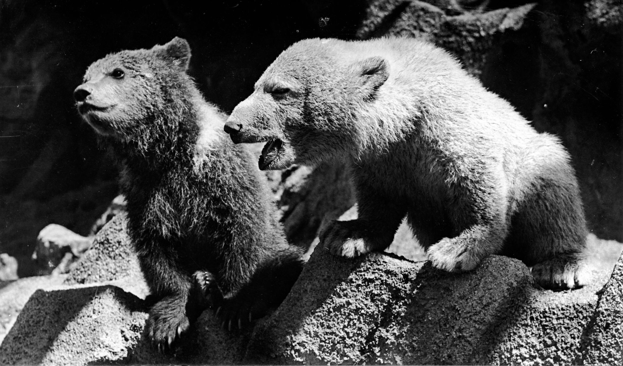 Sněhulka Zoo Praha lední medvěd
