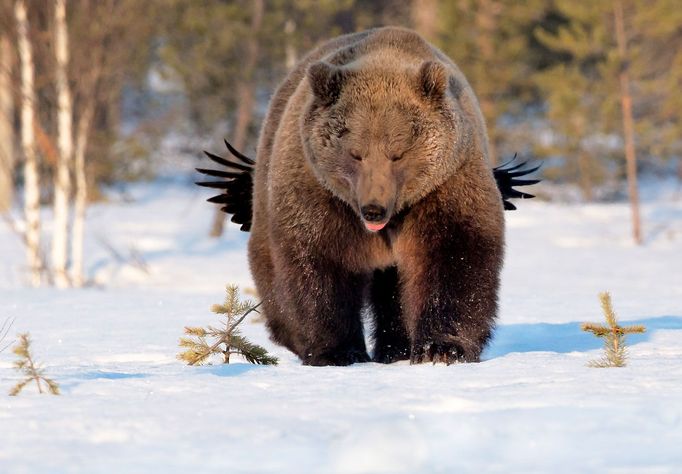 Comedy Wildlife Photography Awards 2017, finalisté soutěže