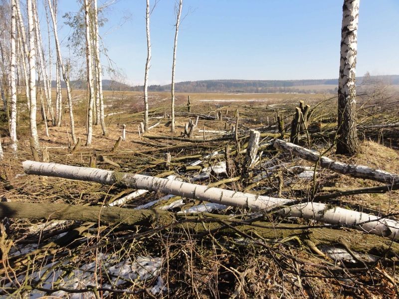 Nelegální kácení stromů u Zdoňovského rybníka