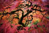 Čestné uznání. Fotograf Fred Ann takto zachytil javor rostoucí v japonské zahradě v Portlandu. Více čtěte ZDE .