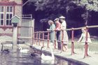 Hráz jezírka s labutěmi – labutě černé zoo chovala nepřetržitě od roku 1954 až do roku 2016.