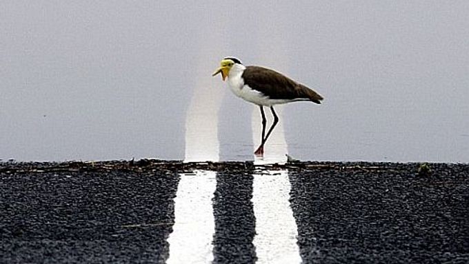 Silnici u Innisfailu v Austrálii zaplavila po ničivém hurikánu voda.