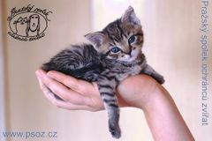 Mladíci ukamenovali kotě, prý za to může GTA