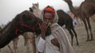 A camel herder kisses the nose of one of his camels as he waits for customers at Pushkar Fair in the desert Indian state of Rajasthan November 23, 2012. Many international and domestic tourists throng to Pushkar to witness one of the most colourful and popular fairs in India. Thousands of animals, mainly camels, are brought to the fair to be sold and traded. REUTERS/Danish Siddiqui (INDIA - Tags: SOCIETY ANIMALS) Published: Lis. 23, 2012, 8:08 dop.