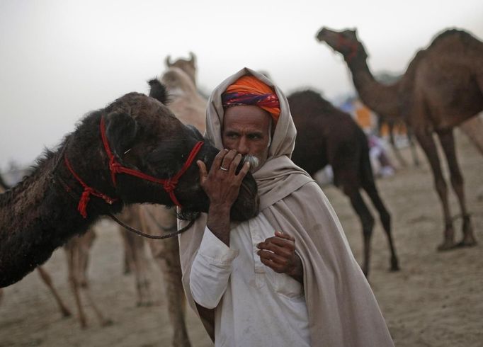 A camel herder kisses the nose of one of his camels as he waits for customers at Pushkar Fair in the desert Indian state of Rajasthan November 23, 2012. Many international and domestic tourists throng to Pushkar to witness one of the most colourful and popular fairs in India. Thousands of animals, mainly camels, are brought to the fair to be sold and traded. REUTERS/Danish Siddiqui (INDIA - Tags: SOCIETY ANIMALS) Published: Lis. 23, 2012, 8:08 dop.