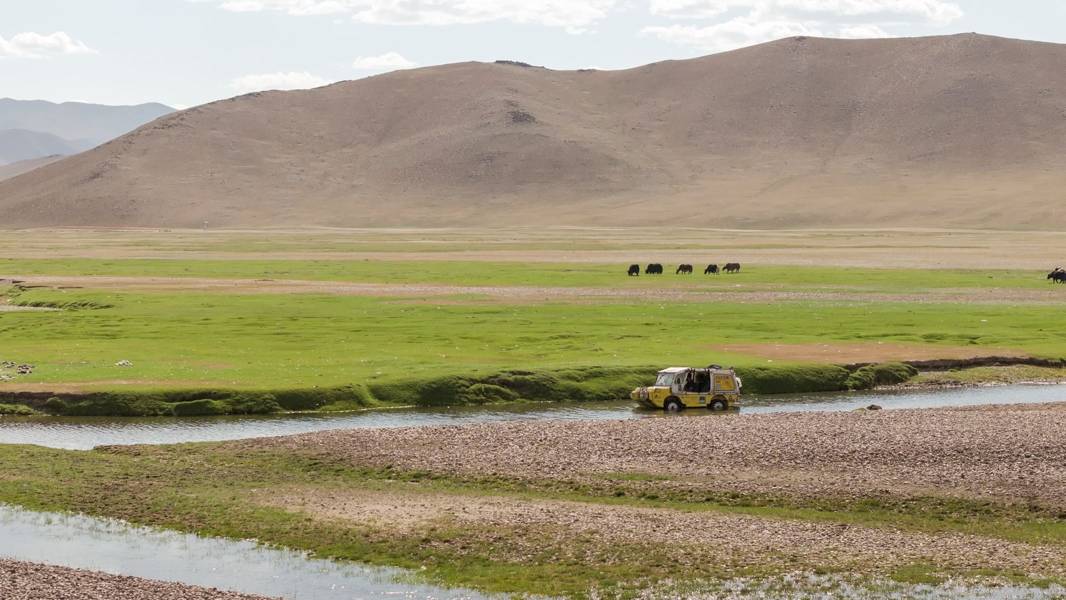 Žlutá žába pluje