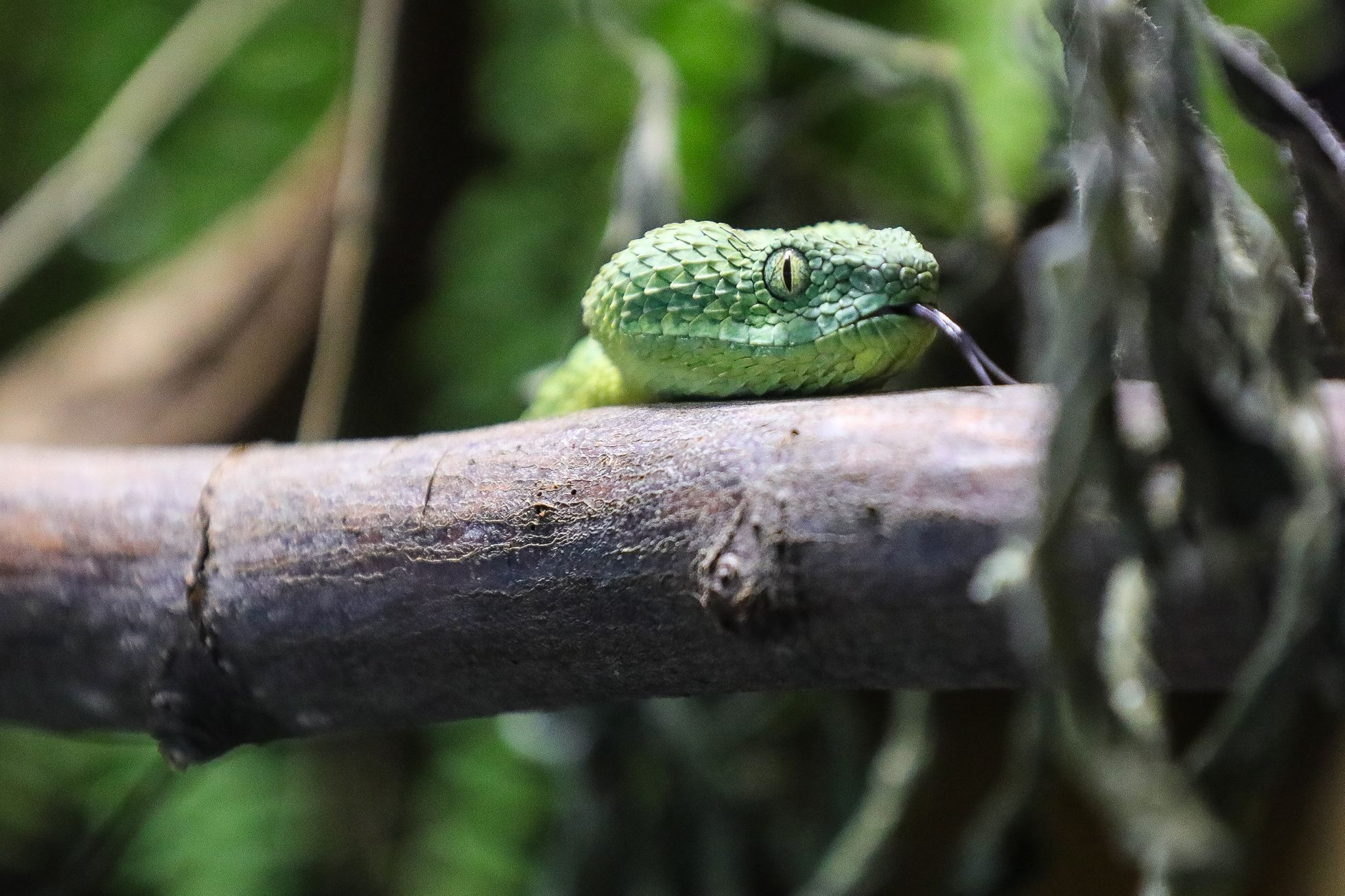 Uzavřená Zoo Dvůr Králové kvůli nouzovému stavu