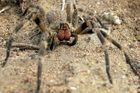 V propasti Macocha objevili nový druh pavouka