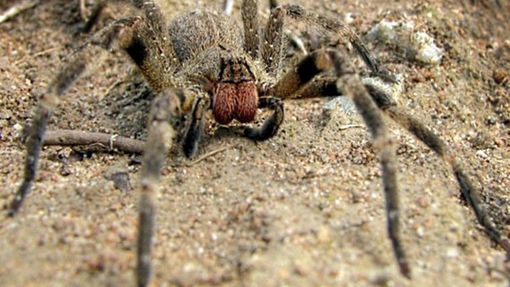 Pavouk-zabiják. Brazilský druh pavouka Phoneutria nigriventer patří k nejjedovatějším na světě.
