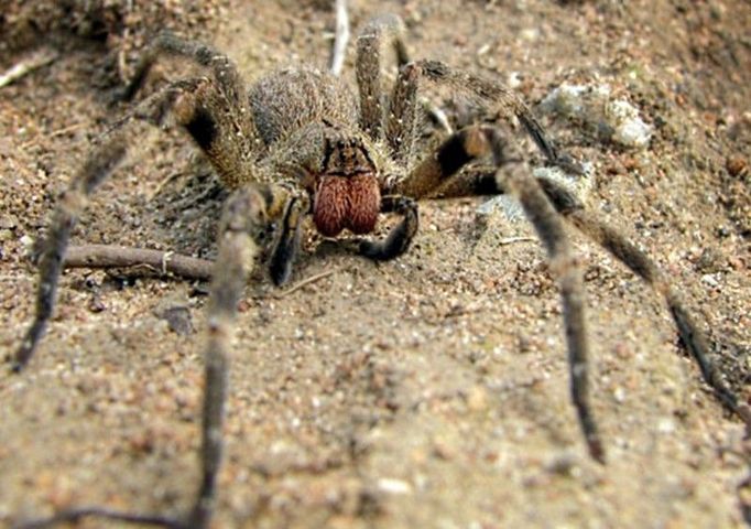 Pavouk-zabiják. Brazilský druh pavouka Phoneutria nigriventer patří k nejjedovatějším na světě.