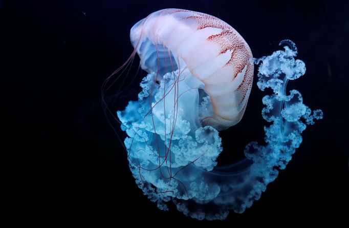 Podívejte se na nejkrásnější fotografie zvířat za rok 2020