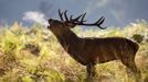 A Red Deer stag calls in the Autumn sunshine in Richmond Park, south west London October 14, 2012. REUTERS/Luke MacGregor (BRITAIN) Published: Říj. 14, 2012, 1:30 odp.