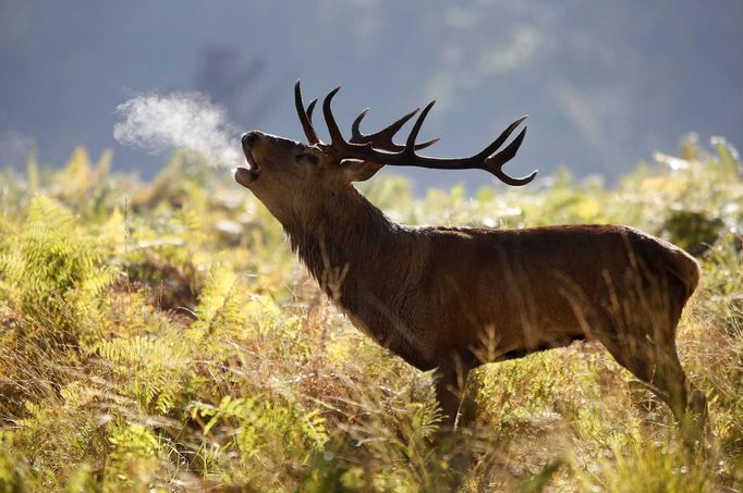 A Red Deer stag calls in the Autumn sunshine in Richmond Park, south west London October 14, 2012. REUTERS/Luke MacGregor (BRITAIN) Published: Říj. 14, 2012, 1:30 odp.