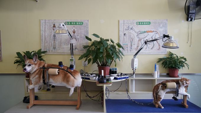 Foto: Alternativní medicína pro kočky i psy. Číňané si oblíbili akupunkturu pro domácí mazlíčky