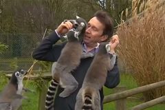 Reportér chtěl natáčet počítání zvířat v zoo, pokousali ho při tom lemuři