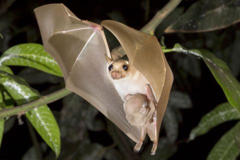 Legrační kvíz o mláďatech: Jak se rodí netopýři a proč slůně při pití vody leží?