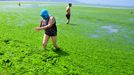 Algae Covered Beaches In China QINGDAO, CHINA - JULY 03: Tourists play at a beach covered by a thick layer of green algae on July 3, 2013 in Qingdao, China. A large quantity of non-poisonous green seaweed, enteromorpha prolifera, hit the Qingdao coast in recent days. More than 20,000 tons of such seaweed has been removed from the city's beaches. PHOTOGRAPH BY China Foto Press / Barcroft Media UK Office, London. T +44 845 370 2233 W www.barcroftmedia.com USA Office, New York City. T +1 212 796 2458 W www.barcroftusa.com Indian Office, Delhi. T +91 11 4053 2429 W www.barcroftindia.com