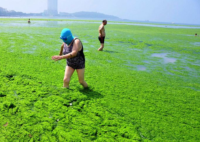 Algae Covered Beaches In China QINGDAO, CHINA - JULY 03: Tourists play at a beach covered by a thick layer of green algae on July 3, 2013 in Qingdao, China. A large quantity of non-poisonous green seaweed, enteromorpha prolifera, hit the Qingdao coast in recent days. More than 20,000 tons of such seaweed has been removed from the city's beaches. PHOTOGRAPH BY China Foto Press / Barcroft Media UK Office, London. T +44 845 370 2233 W www.barcroftmedia.com USA Office, New York City. T +1 212 796 2458 W www.barcroftusa.com Indian Office, Delhi. T +91 11 4053 2429 W www.barcroftindia.com