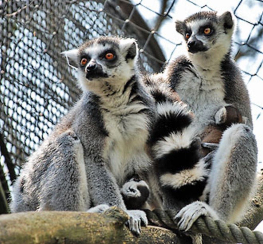 Novinky v českých zoo - Zlín - lemur