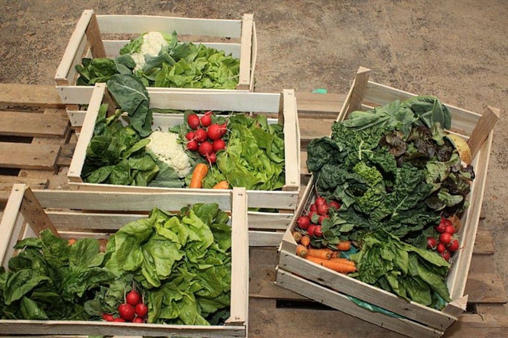 Bedýnky - farma - farmář - biopotraviny - zelenina, ovoce