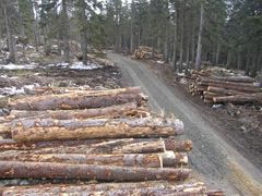 Dřevo z pokácených stromů za českými hranicemi