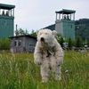 Greenpeace: obsazení těžních věží ve Frenštátu