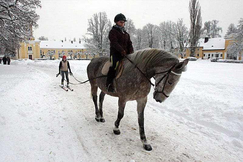 Kladrubský hřebčín