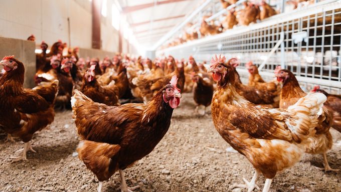 V celé EU se přestavují haly, ale většinu zemí netíží národní zákaz jako naše chovatele