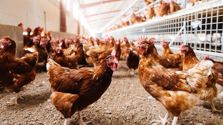 Nemilá zpráva před Vánoci, vejce prudce zdražují. Na vině není jen ptačí chřipka; Zdroj foto: Shutterstock