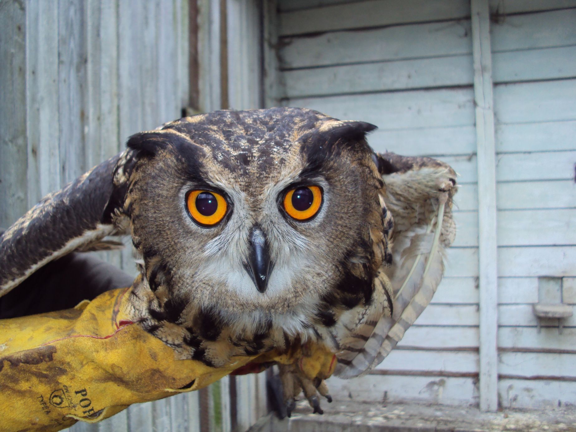 Zachráněná zvířata - záchranné stanice - ČSOP
