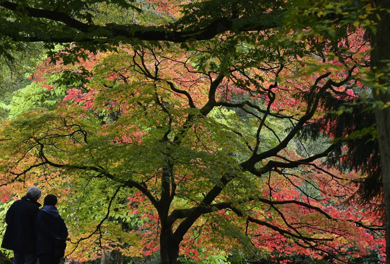 Подходит осень. Уэстонберт Дендрарий. Westonbirt Arboretum. Человек любуется осенним лесом картинка. Fall across.