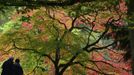 Visitors view changing autumn leaves at the Westonbirt Arboretum in southwest England October 18, 2012. REUTERS/Toby Melville (BRITAIN - Tags: ENVIRONMENT SOCIETY TPX IMAGES OF THE DAY) Published: Říj. 18, 2012, 5:25 odp.