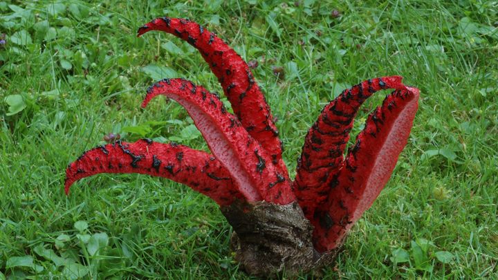 Češi dnes ani nemusí do lesa, sledují houby na Instagramu. Jaké jsou ty nejvzácnější?; Zdroj foto: Archiv České mykologické společnosti