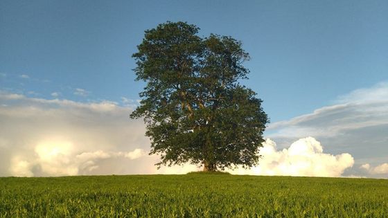 Ticho v korunách, síla v příběhu. Deset stromů bojuje o srdce národa