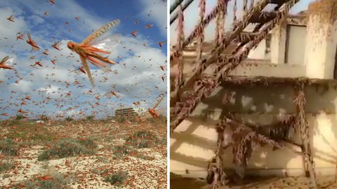 Výjev jako z egyptské rány: Lidé v Indii točí znepokojivá videa z invaze kobylek