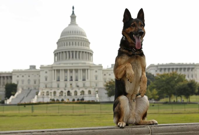 Police dog "Echo" of the Lakeland, Florida, police force, has his picture taken by his handler at the U.S. Capitol in Washington October 3, 2013. Echo is competing in the annual United States Police Canine Association (USPCA) Field Trials in nearby Maryland. REUTERS/Kevin Lamarque (UNITED STATES - Tags: MILITARY SOCIETY ANIMALS) Published: Říj. 3, 2013, 6:22 odp. Odstranit