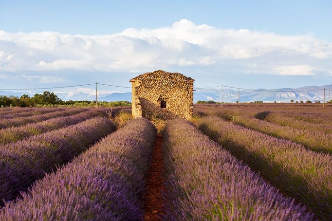 Levandulová pole v Provence