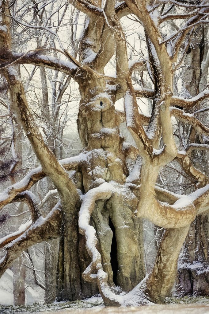 Lars van de Goor - magie stromů a lesů, fotografie