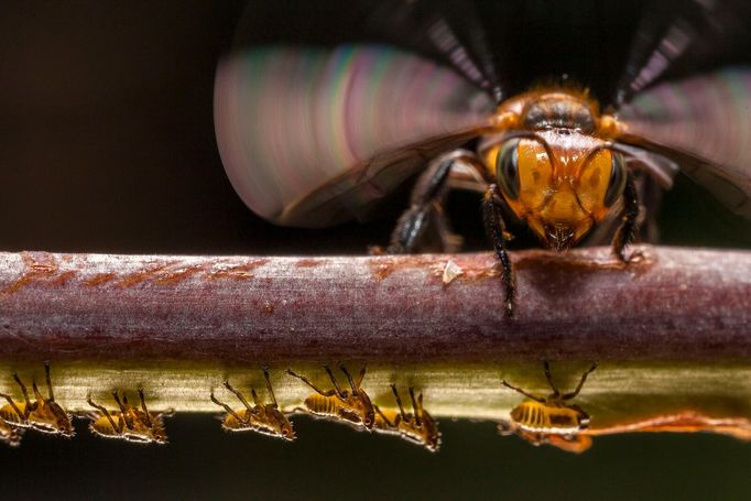 Porotci soutěže Czech Nature Photo vystavují na Staroměstské radnici