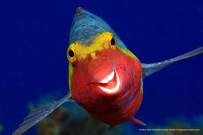 Vtipné fotky zvířat: Nešika mýval i veselá ryba jdou do finále světové soutěže
