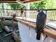 Pondělky budou zasvěceny dravcům. K vidění budou různé druhy, například výr velký, sokol stěhovavý nebo poštolka obecná. Připraveny jsou i průlety dravců nad Stezkou