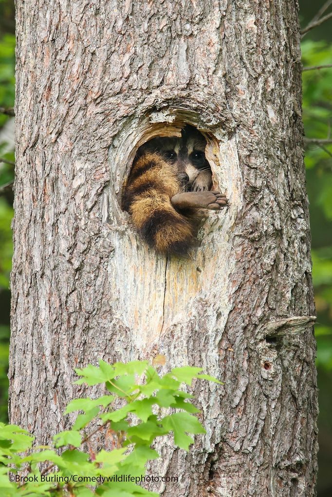 Finalisté fotografické soutěže Comedy Wildlife Photography Awards 2021