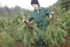 Vánoční stromky z Dánska otravují vzduch. I ten český