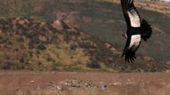 Kondor andský (Vultur gryphus) téměř vyhynul na území Venezuely a Kolumbie. V Ekvádoru žije 150 jedinců, populace stále existuje v Argentině a Chile.