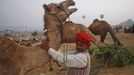 A herder tries to put his camel in the sitting position at Pushkar Fair in the desert Indian state of Rajasthan November 22, 2012. Many international and domestic tourists throng to Pushkar to witness one of the most colourful and popular fairs in India. Thousands of animals, mainly camels, are brought to the fair to be sold and traded. REUTERS/Danish Siddiqui (INDIA - Tags: ANIMALS SOCIETY) Published: Lis. 22, 2012, 4:12 odp.