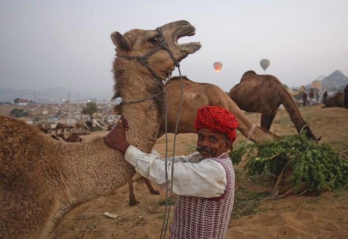 A herder tries to put his camel in the sitting position at Pushkar Fair in the desert Indian state of Rajasthan November 22, 2012. Many international and domestic tourists throng to Pushkar to witness one of the most colourful and popular fairs in India. Thousands of animals, mainly camels, are brought to the fair to be sold and traded. REUTERS/Danish Siddiqui (INDIA - Tags: ANIMALS SOCIETY) Published: Lis. 22, 2012, 4:12 odp.