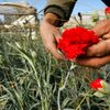 Palestinský farmář vybírá karafiát určený pro vývoz z Gazy
