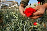 Palestinský farmář vybírá karafiát určený pro vývoz z Gazy. Izrael dočasně zmírnil blokádu a palestinští pěstitelé mohou k Valentýnu do Evropy vyvézt 25 tisíc rudých karafiátů.